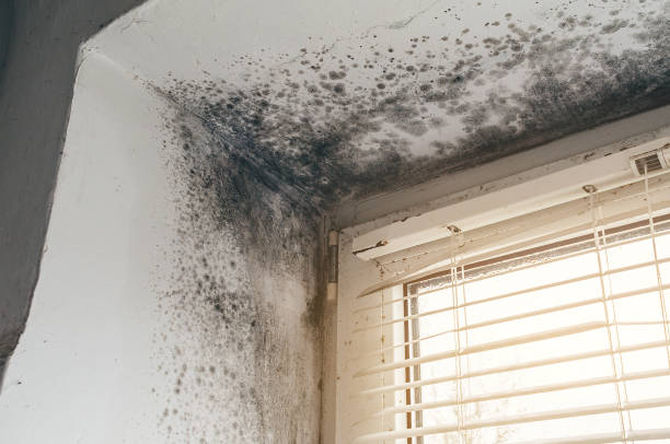 Affordable Mold Inspection And Testing solutions in Foster, VA